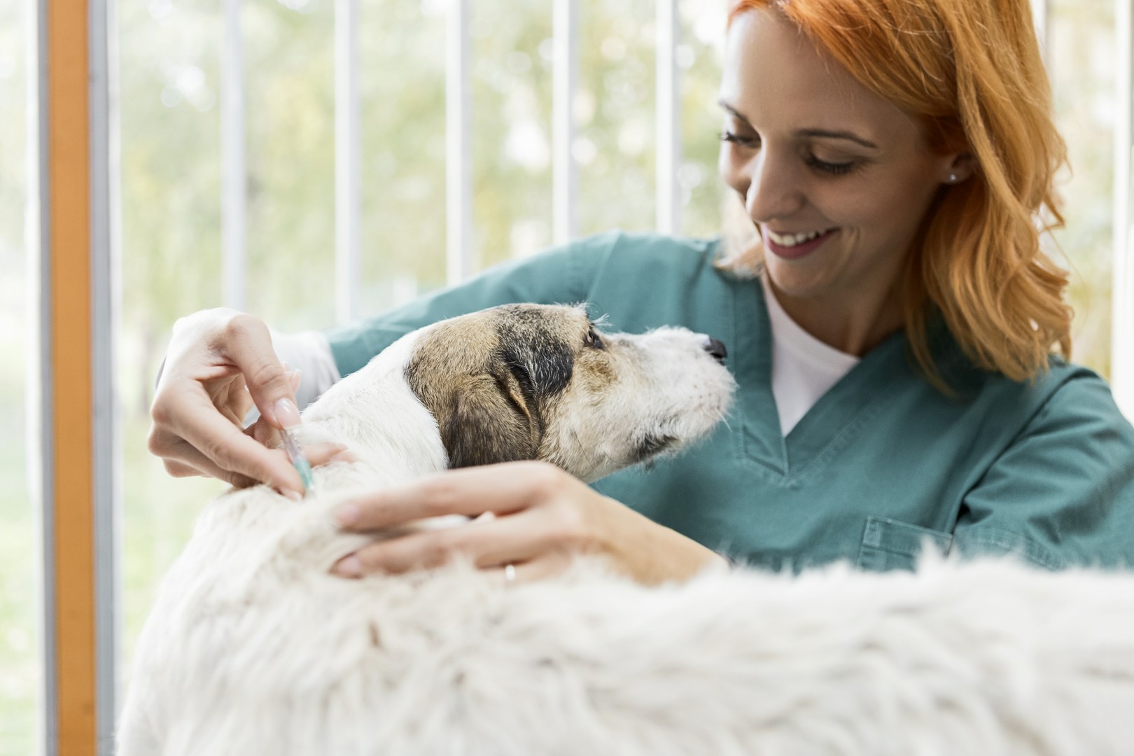 Jakie badania są wymagane przy pracy ze zwierzętami?